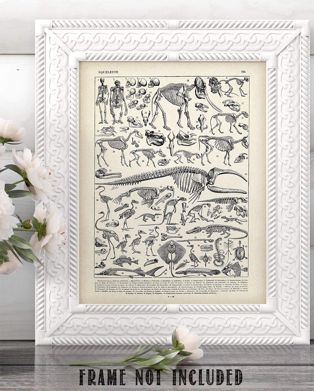 Animal Skeletons Bones Illustration - 11x14 Unframed Art Print - Biology Decor - Skeleton Poster of Animal Bones - Animal Posters of Skull and Bones