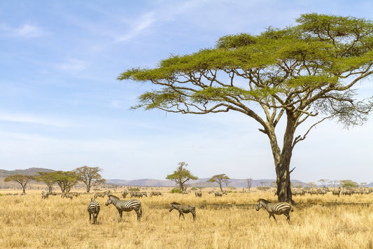 Herd of Zebras Eating Grass on Savannahs of Africa Photo Photograph Cool Wall Decor Art Print Poster 18x12