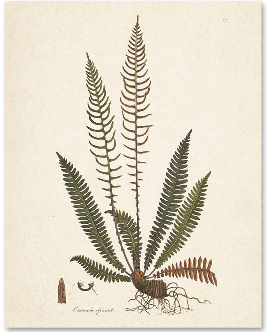 Fern Osmunda Botanical Illustration - Tropical Plant and Vintage Garden Poster, Cottagecore Room Decor, Green Leaves Botanical Nature Lovers Gift, 11x14 Unframed Art Print Poster
