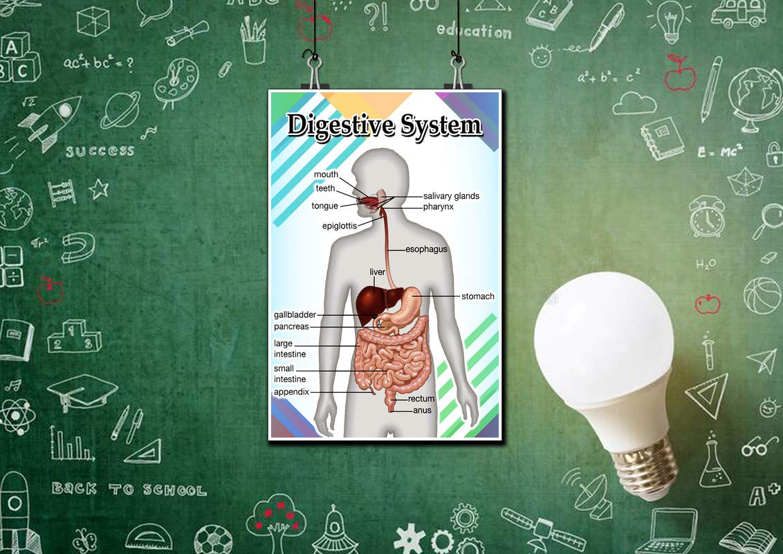 Digestive System Poster Quote Motivational Educational Inspirational School Elementary Homeschool 12-Inches by 18-Inches Print Wall Art CAP00119, Classroom