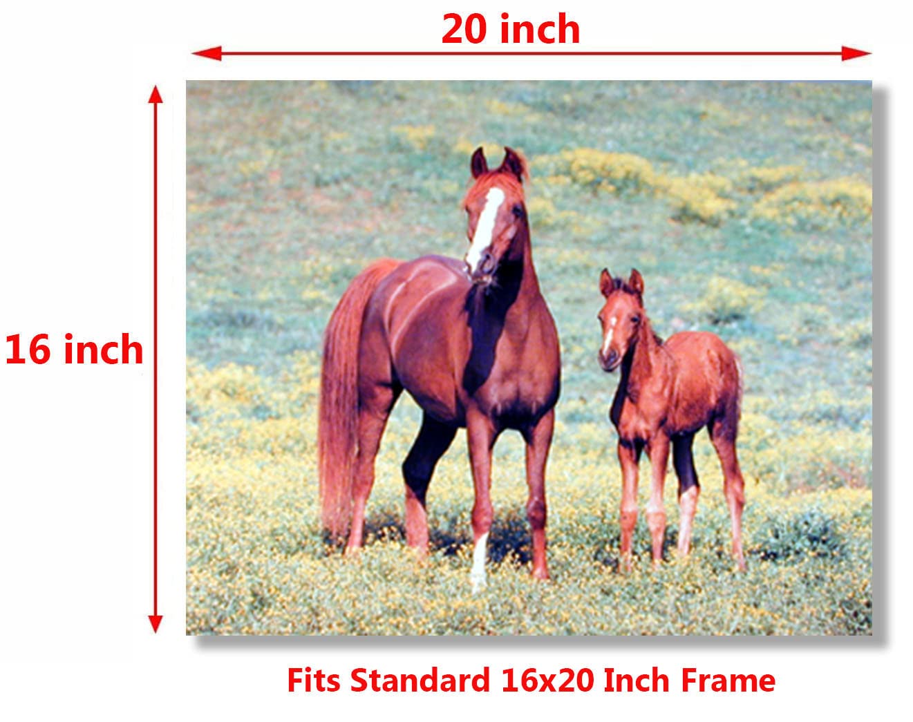 Wild Animal Arabian Horse Mare and Foal Wall Decor Art Print Poster (16x20)