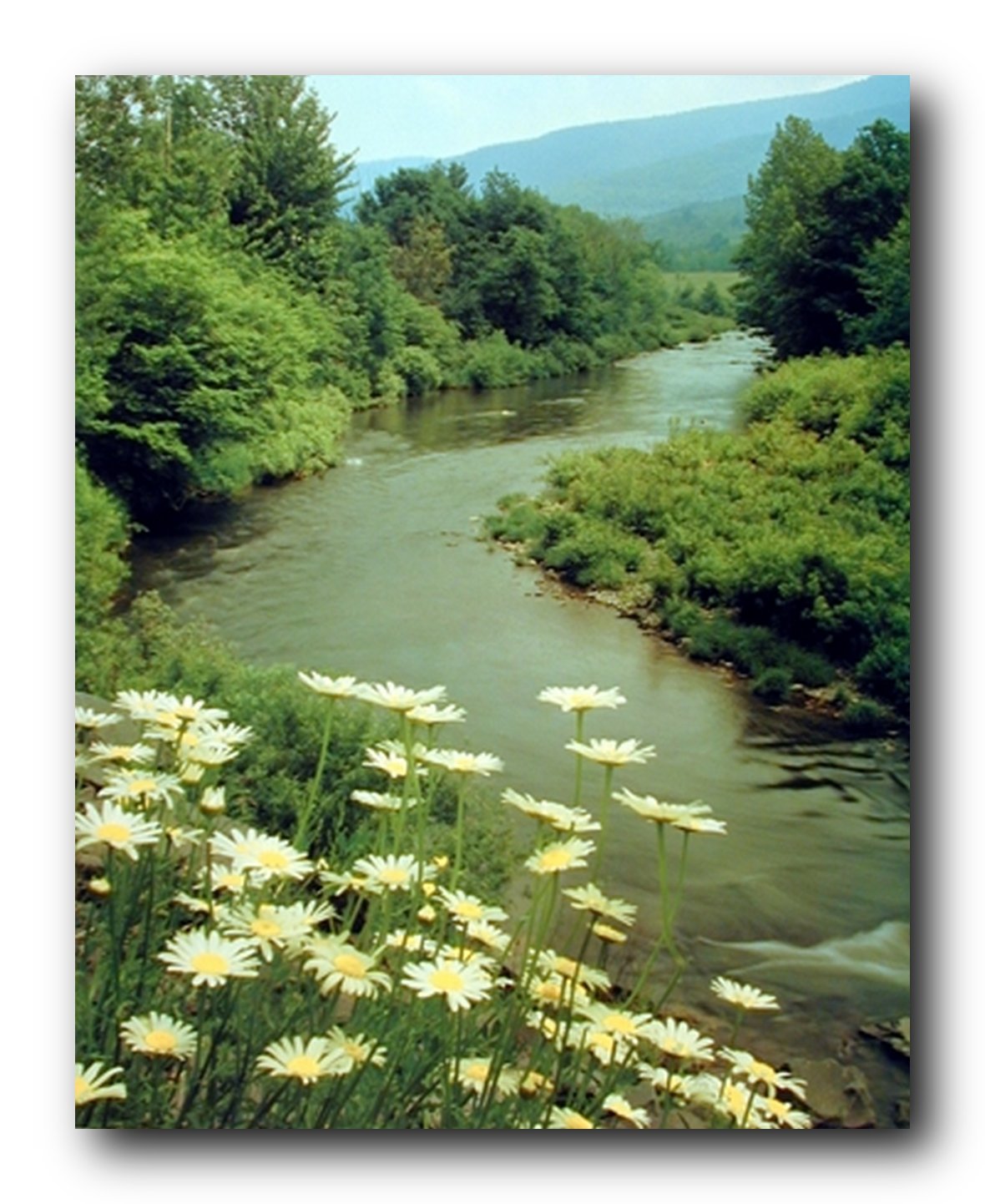 Eastern River Trees Scenic Landscape Nature Wall Decor Art Print Poster (16x20)