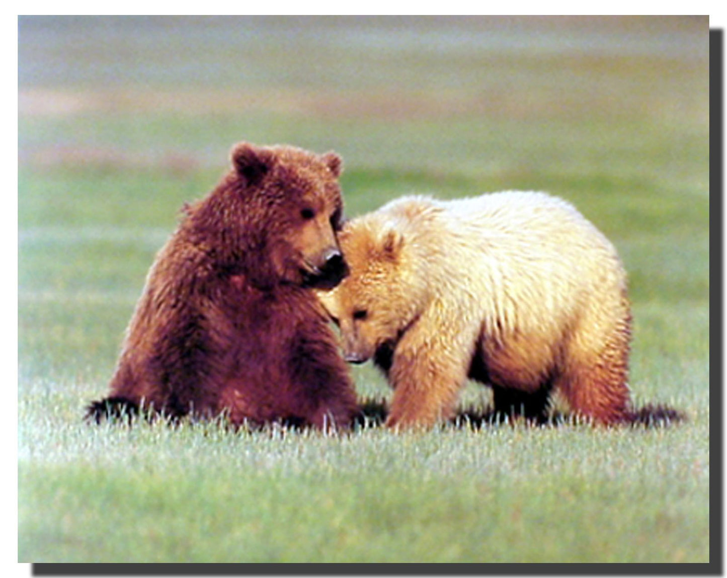 Wild Animal Grizzly Bears Wall Decor Picture Nuzzling Art Print Poster (16x20)