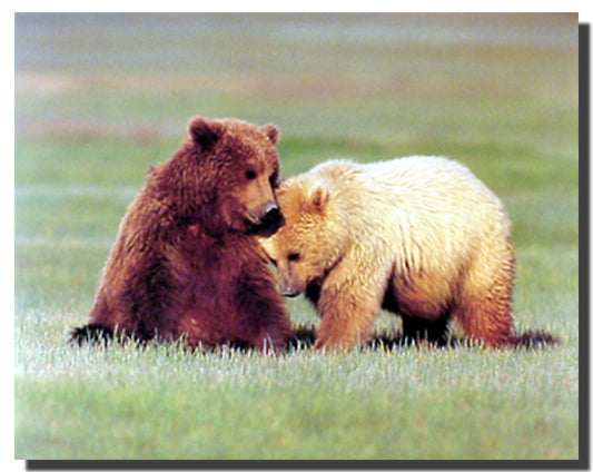 Wild Animal Grizzly Bears Wall Decor Picture Nuzzling Art Print Poster (16x20)