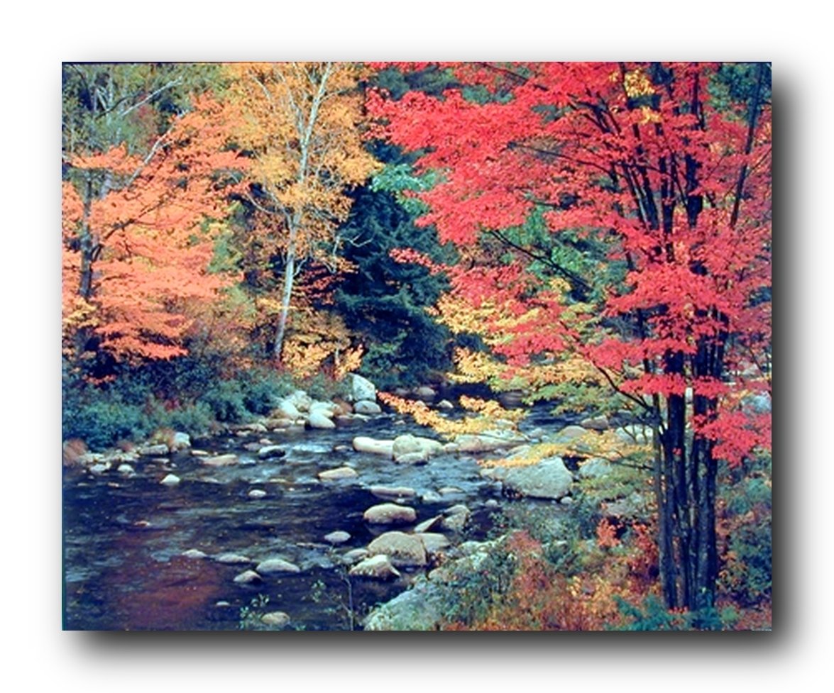 Red Trees in Forest With Stream Landscape Scenery Wall Decor Art Print Poster (16x20)