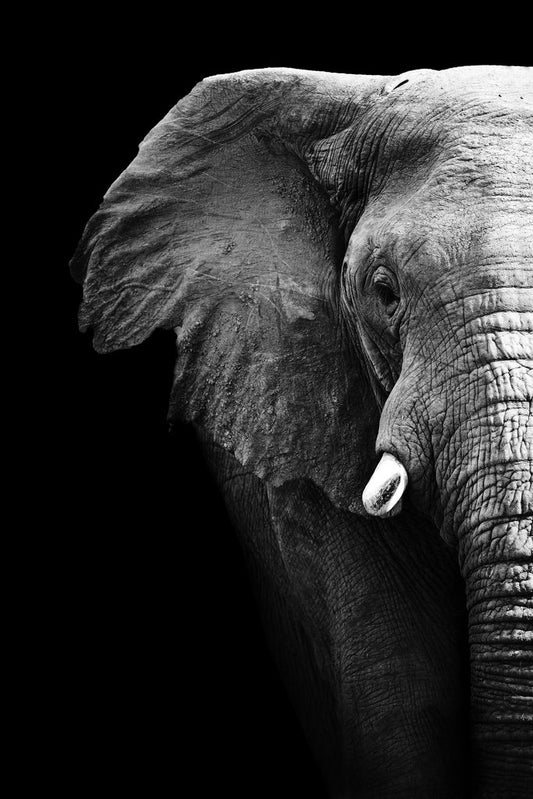 Black and White Elephant Partial Monochrome Art African Elephant Wall Art Elephant Posters For Wall Elephant Art Print Elephants Wall Decor Photo Elephant Tusk Cool Wall Decor Art Print Poster 12x18