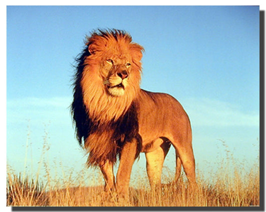 Wild Animal African Lion King Wildlife Wall Decor Art Print Poster (16x20)