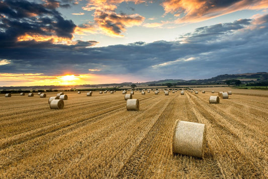Farmers Field Full of Hay Bales at Sunset Roseberry Topping Photo Photograph Cool Wall Decor Art Print Poster 18x12
