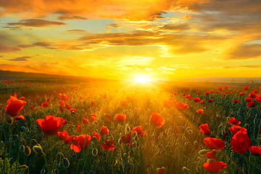 Bright New Day Field of Poppies At Sunrise Landscape Photo Photograph Beach Sunset Palm Pictures Ocean Scenic Tropical Nature Photography Paradise Cool Wall Decor Art Print Poster 18x12