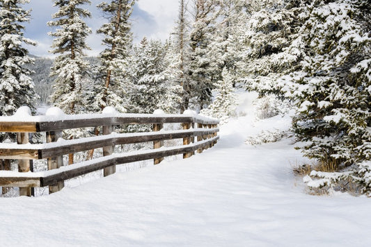 Snowy Forest Path With Fence Winter Landscape Photo Cool Wall Decor Art Print Poster 18x12