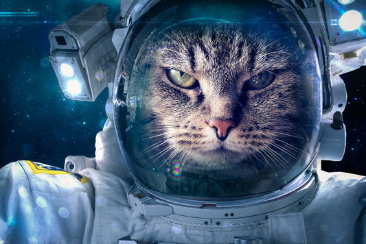 Cat in Space Funny Outer Space Cat Poster Funny Wall Posters Kitten Posters for Wall Motivational Cat Poster Funny Cat Poster Inspirational Cat Poster Cool Wall Decor Art Print Poster 12x18