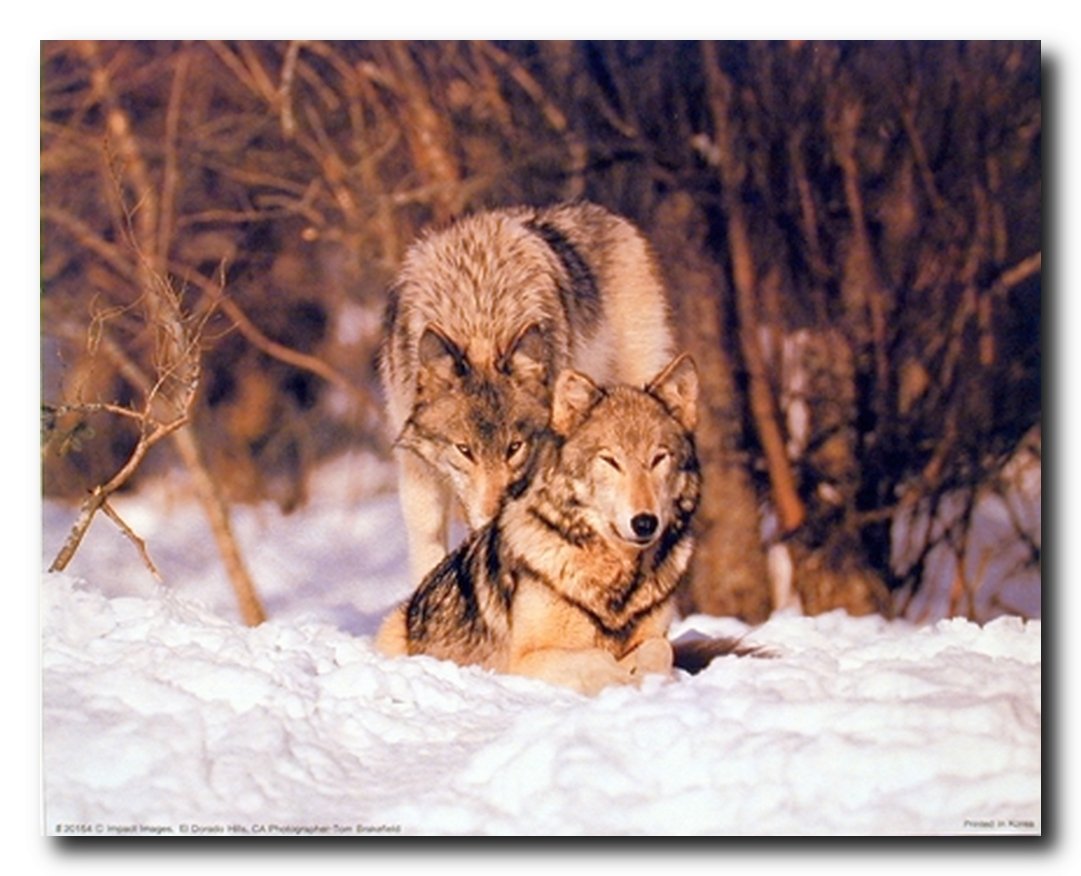 Wild Pair Grey Wolf Animal in Snow Wildlife Wall Decor Art Print Poster (16x20)