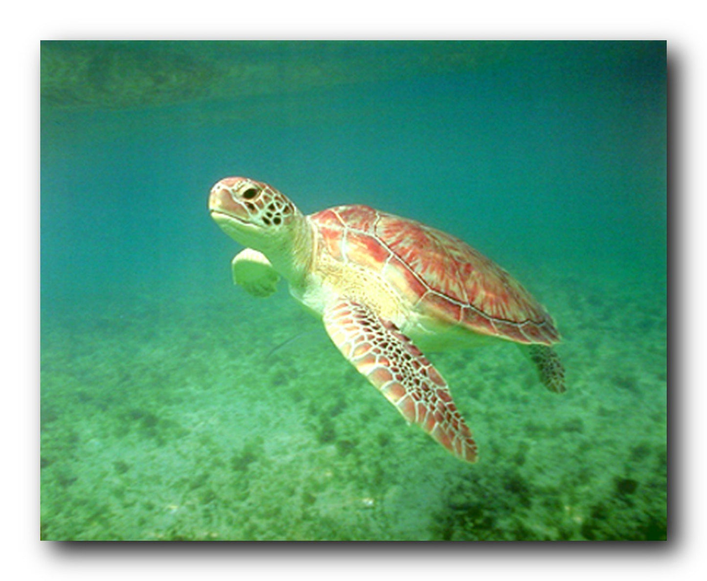 Turtle Green Sea Ocean Underwater Animal Wall Decor Art Print Poster (16x20)