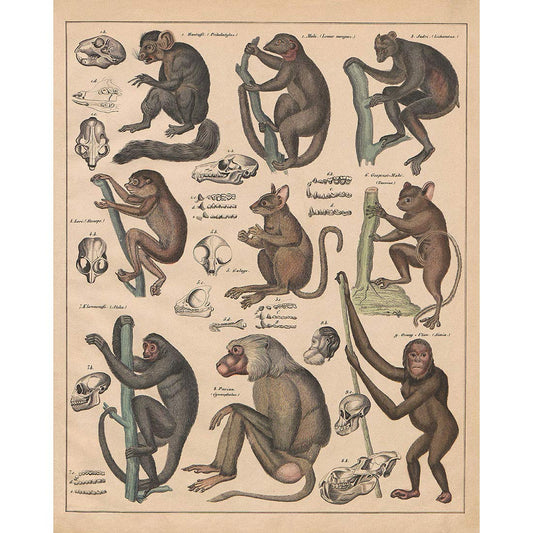 Meishe Art Poster Print Vintage Monkeys Apes Chimpanzee Primates History of Evolution and Development Biology Species Breeds Illustration Identification Reference Collection Home Wall Decor