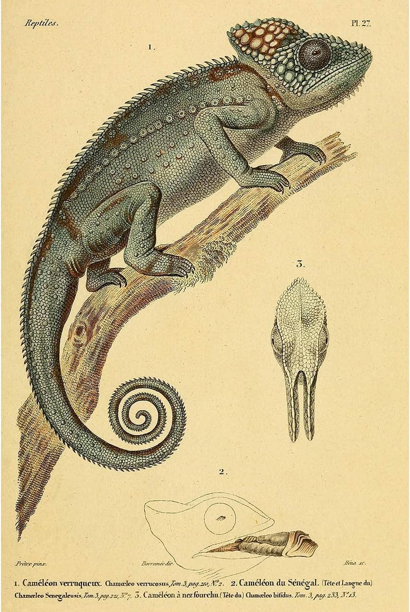 Meishe Art Poster Print Chameleon Reptiles Vintage Illustration Animal Lizard Natural History Scientific Wildlife Drawing Classroom Club Home Wall Decor