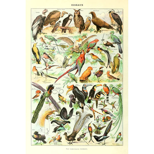Meishe Art Print Mushrooms Flower Floral Vintage Poster Fruits Insects Fishes Birds Animals Marine Life Botanical Wall Scientific Illustration Home Decor Breeds Species Identification Set of 6pcs