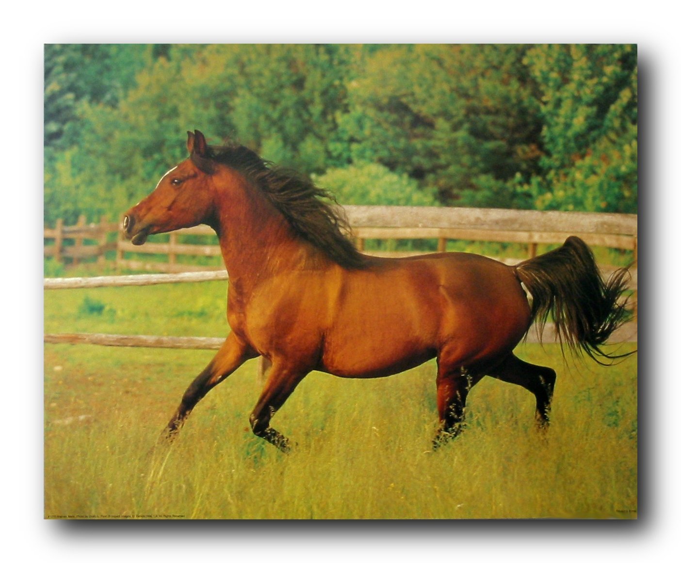 Running Arabian Mare Horse Wild Animal Art Print Poster (16x20)