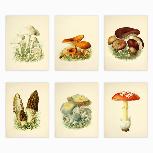 LIYAOLI Vintage Botanical Wall Art Prints Posters for Room Aesthetic,8X10 Inch Unframed Plant Poster Set of 6 Mushroom Cottagecore Room Decor Bedroom Teen Girl Living room Wall Decor (8 x 10'')