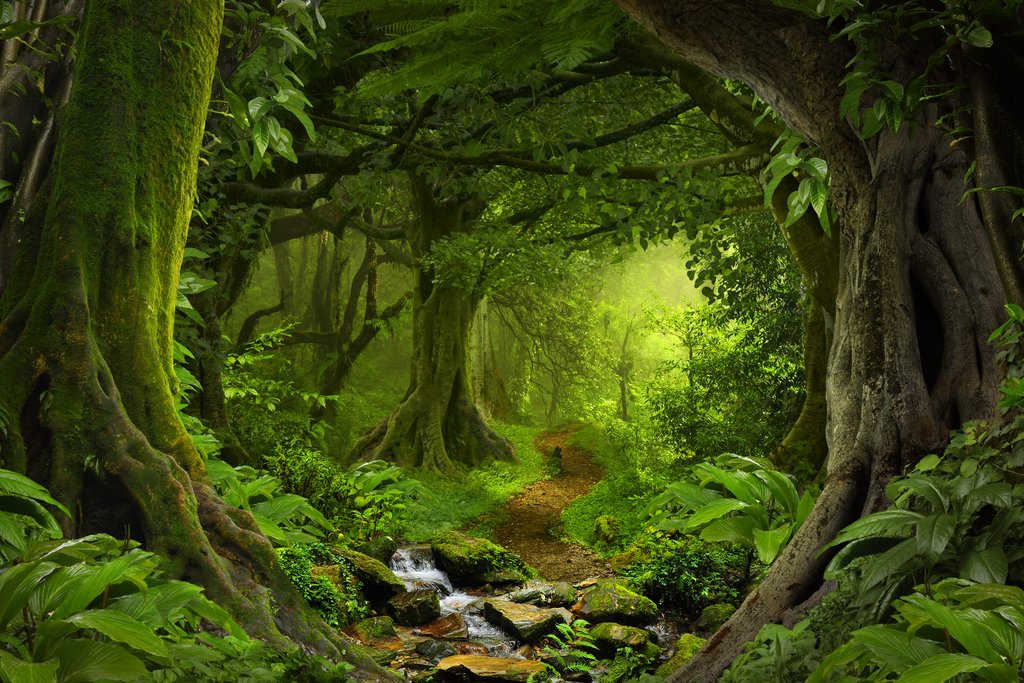 Tropical Jungle Rainforest Footpath Landscape Photo Photograph Rain Forest Stream Water Rocks Lush Foliage Tree Canopy Green Leaves Branches Moss Ferns Hiking Cool Wall Decor Art Print Poster 18x12