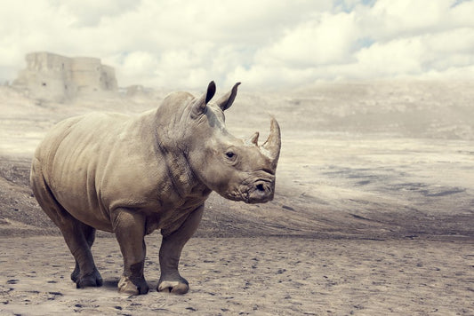 Rhino Rhinoceros in the Wild Photo Photograph Rhinoceros Decor Rhino Pictures For Wall White Rhino Pictures Endangered Animal Wall Art Africa Wildlife Print Cool Wall Decor Art Print Poster 18x12