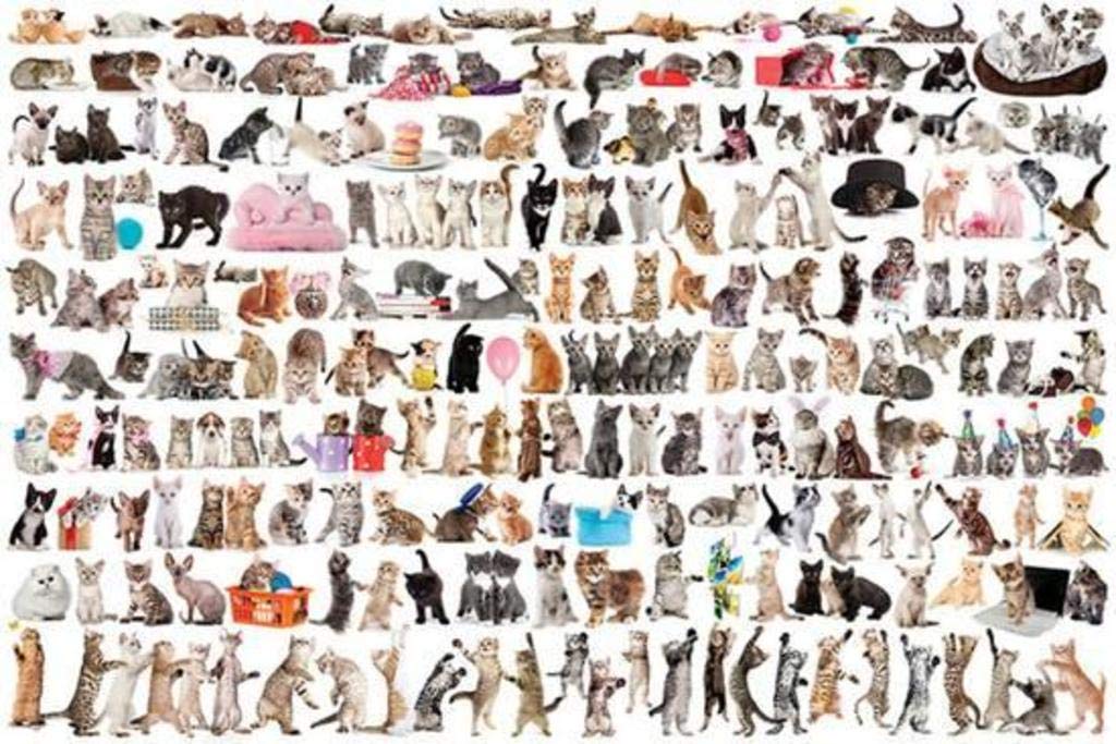 Pyramid America The World of Cats 120 Cat Breeds Cute Endearing Kids Childrens Cool Wall Decor Art Print Poster 36x24