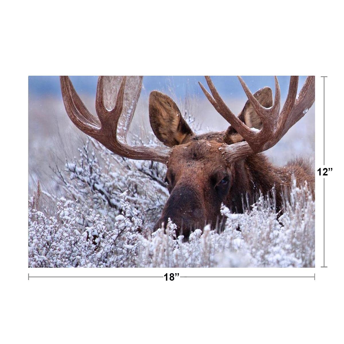 Hidden Moose Large Antlers Rack Bull Moose Hiding in Snow Dusted Sagebrush Wild Animal Nature Photo Photograph Cool Wall Decor Art Print Poster 18x12