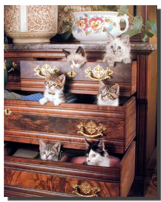 Cute Animal Wall Decor Funny Cat Kittens in Drawers Art Print Poster (16x20)