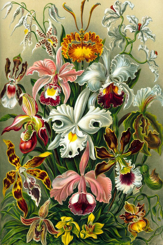 Orchidae Orchids Flowering Plants Nature Ernst Haeckel Plant Room Decor Aesthetic Plant Art Prints Large Botanical Poster Nature Wall Art Decor Boho Wall Decor Cool Wall Decor Art Print Poster 12x18