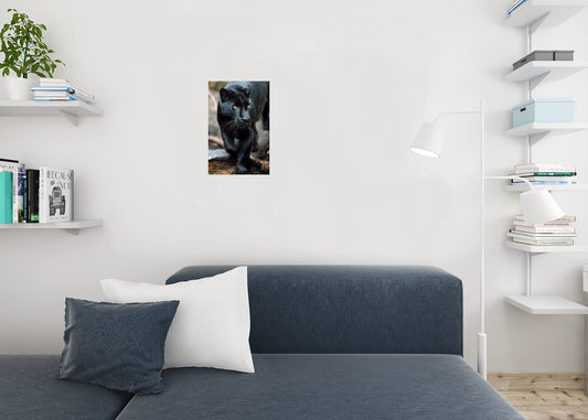Black Leopard Wild Cat Animal Puma Jaguar Big Cat Walking Stalking Jungle Face Portrait Photo Photograph Cool Wall Decor Art Print Poster 12x18