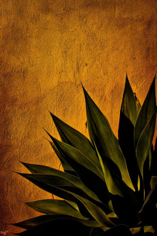 Agave On Adobe Sunset by Chris Lord Photo Plant Room Decor Aesthetic Plant Art Prints Large Botanical Poster Nature Wall Art Decor Boho Pictures Wall Decor Thick Paper Sign Print Picture 8x12