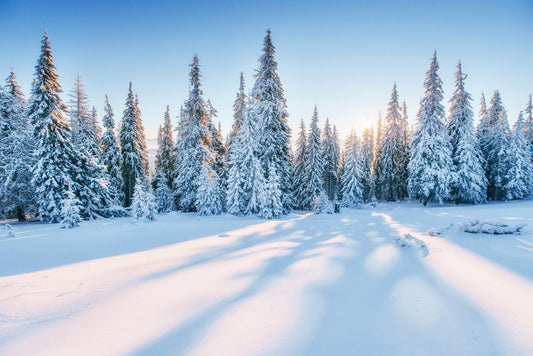 Magical Snowy Sunset Winter Forest Landscape Photo Cool Wall Decor Art Print Poster 18x12