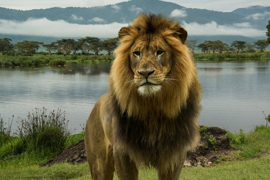 Male African Lion at Lake in Serengeti National Park Tanzania Africa Big Cat Animal Landscape Photo Photograph Cool Wall Decor Art Print Poster 18x12