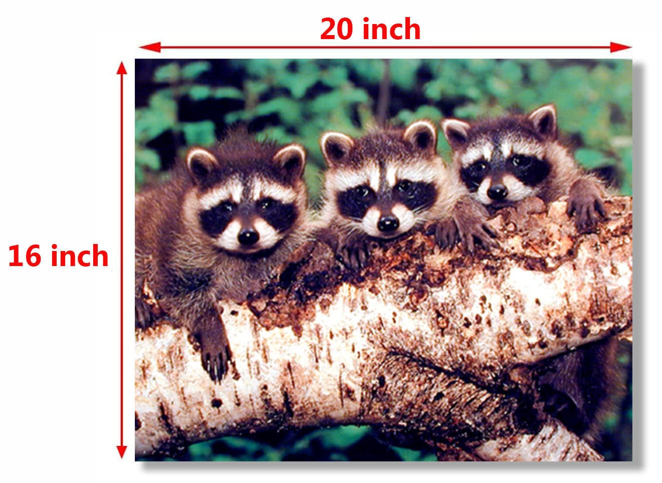 Impact Posters Gallery Wildlife Animal Three Raccoon Kids Room Wall Decor Art Print Picture Poster (16x20)