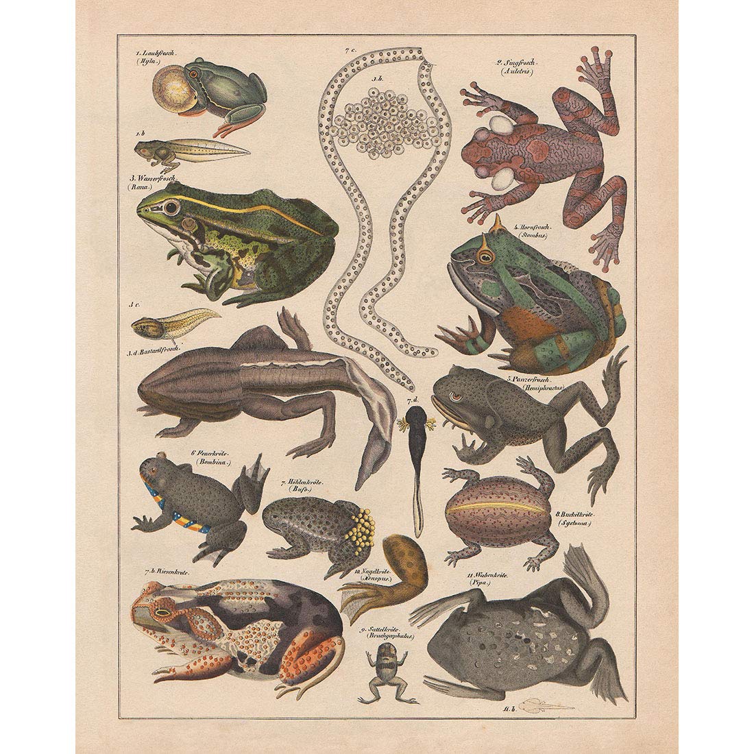 Meishe Art Poster Print Vintage Frogs Phyllomedusine Toad Breeds Identification Reference Collection Illustration Club Wall Decor