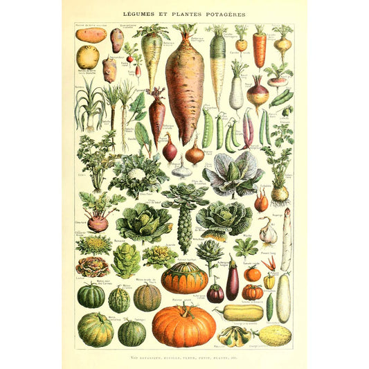 Meishe Art Poster Print Vintage Biology Botanical Science Wall Decor Sea Creature Animals Seashell Fish Marine Life Vegetables Birds Feather Butterflies Breeds Species Identification Set of 6pcs