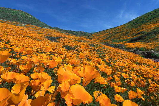 Golden Poppy Blooming Walker Canyon Lake Elsinore Photo Photograph Cool Wall Decor Art Print Poster 18x12