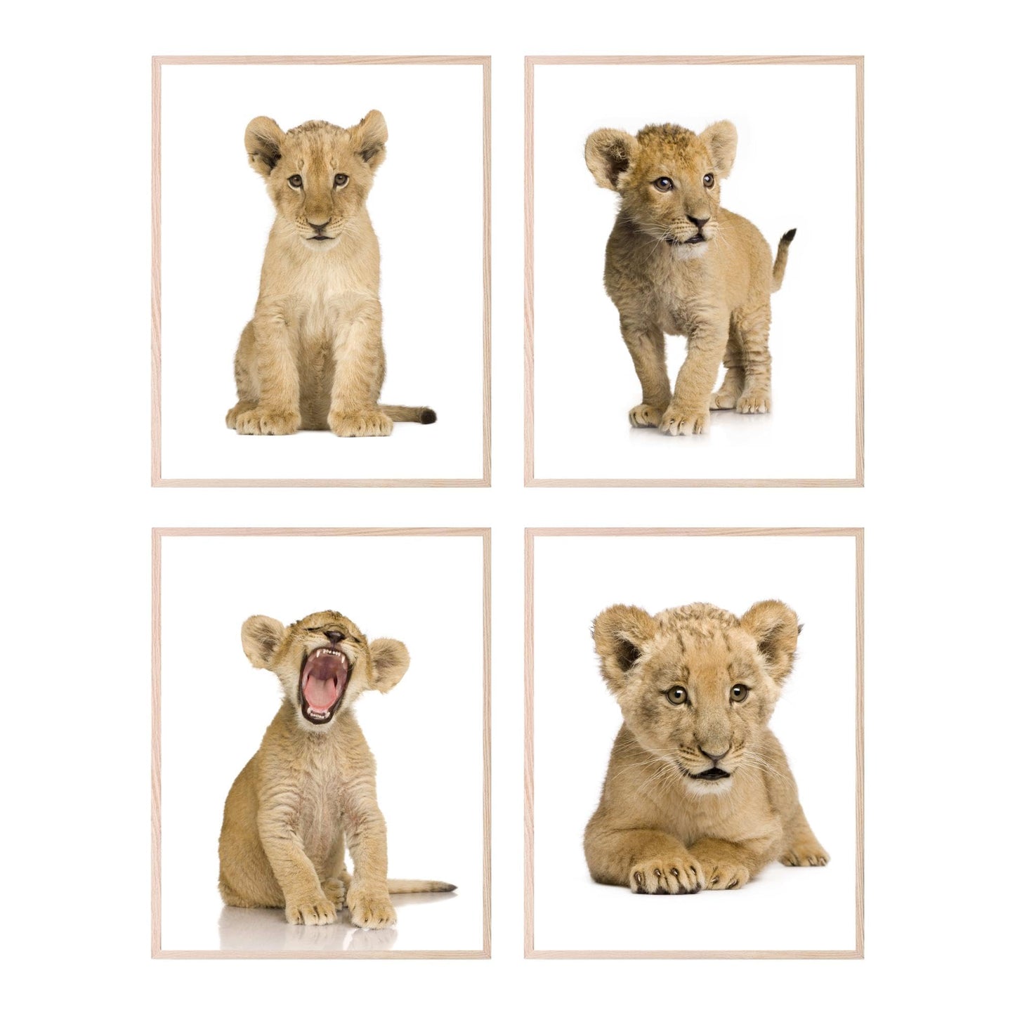 Insire Lion Pictures Wall Decor, Lion Wall Decor, Lion Art, Lion Art Wall Decor, Lion and Cub Poster, African Animal Pictures, Baby Safari Animals Poster Prints - Unframed (8x10”)