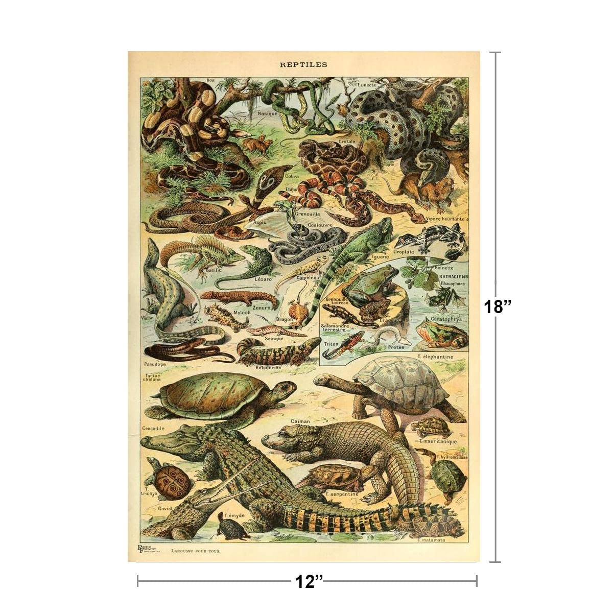 Reptiles Cottagecore Room Decor Snake Lizard Turtle Chart Bookplate Retro Botanical Nature Vintage Aesthetic Indie Decor Science Education Dorm Bedroom Cool Wall Decor Art Print Poster 12x18