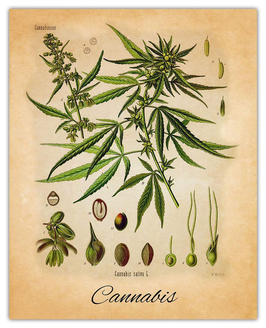 Vintage Cannabis Botanical Farmhouse Wall Art Poster Print: 8x10 Unframed Boho Flower Decoration Prints, Nature Pictures, Aesthetic Floral Posters for Bedroom, Bathroom, Kitchen & Office Decor