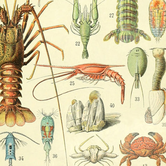 Meishe Art Poster Print Crustacea Crustaceans Lobster Crab Shrimp Collection Sea Creature Marine Life Educational Vintage Illustration Wall Decor Identification Reference Chart (17.72'' x 23.62'')