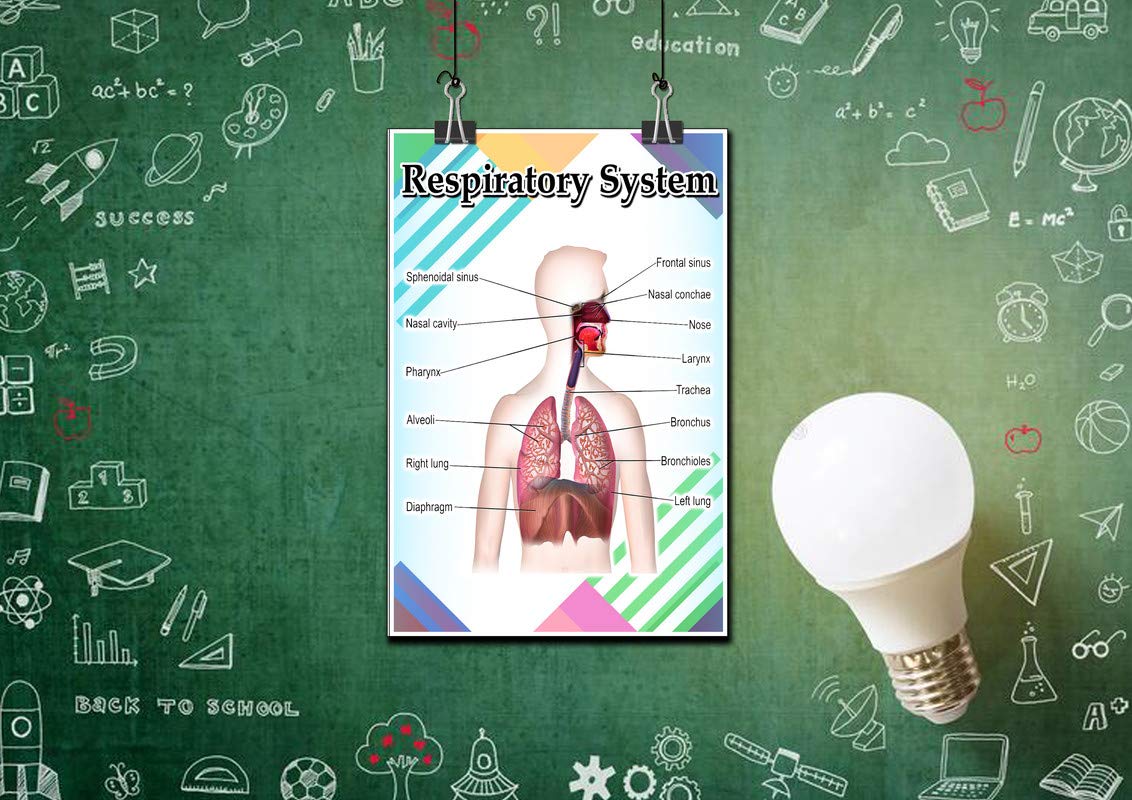 JMM Industries Respiratory System Poster Quote Motivational Educational Inspirational School Elementary Homeschool 12-Inches by 18-Inches Print Wall Art CAP00124