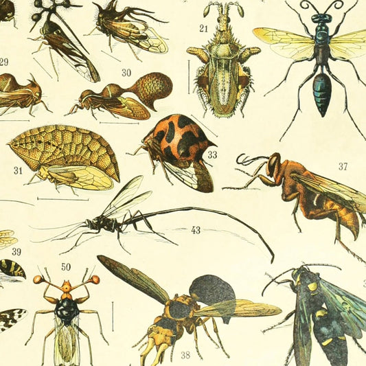 Meishe Art Vintage Poster Print Insects Identification Reference Species Collection Entomology Diagram Chart Wall Decor (14.57'' x 19.69'')