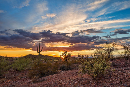 Colorful Sonoran Desert Sunset Saguaro Cactus Photo Photograph Beach Palm Landscape Pictures Ocean Scenic Tropical Nature Photography Paradise Cool Wall Decor Art Print Poster 18x12