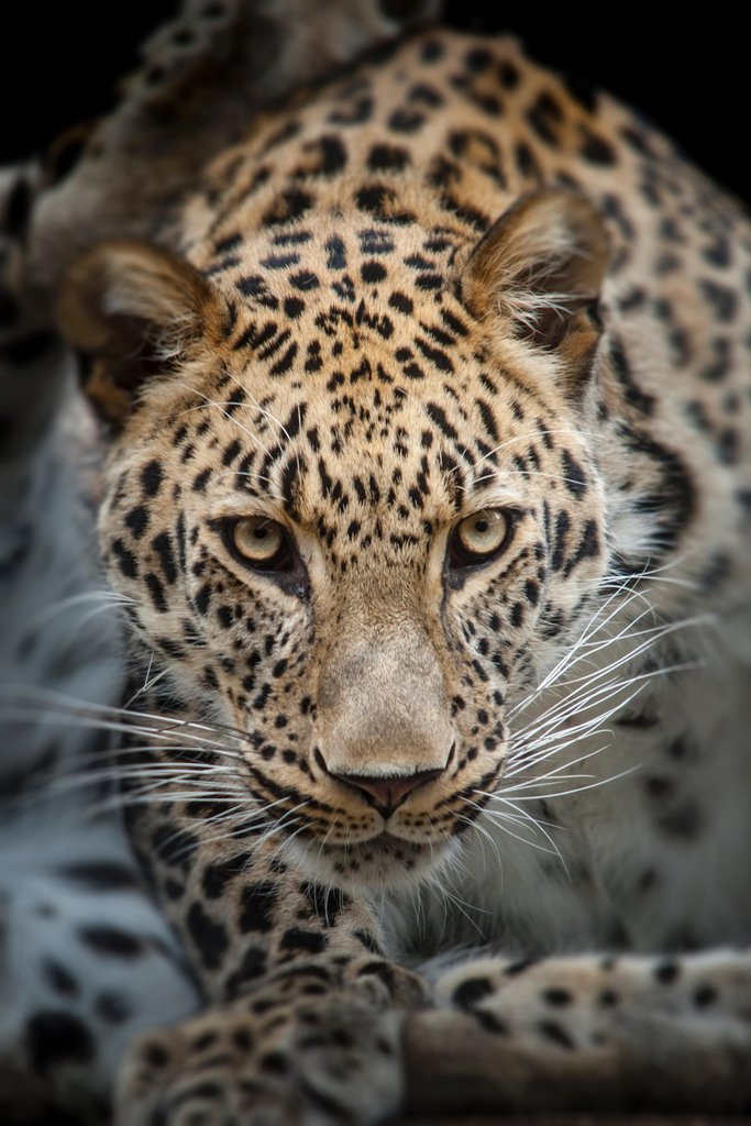 Close Up of Angry Leopard Photo Leopard Pictures Wall Decor Jungle Animal Pictures for Wall Posters of Wild Animals Jungle Leopard Print Decor Animal Wall Decor Cool Wall Decor Art Print Poster 12x18