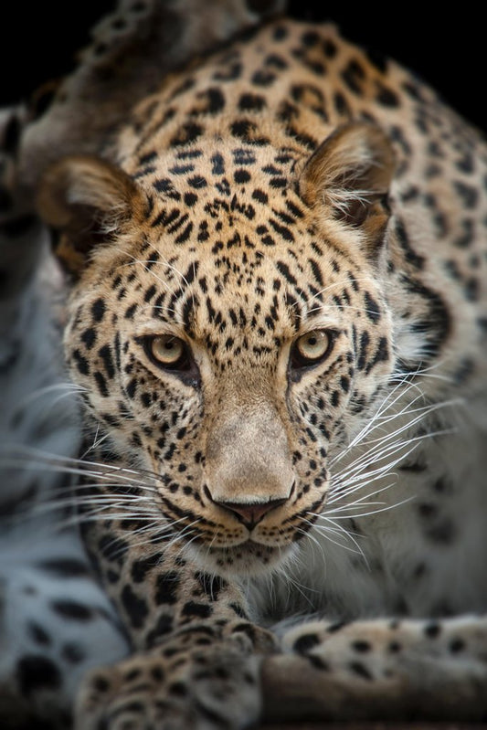 Close Up of Angry Leopard Photo Leopard Pictures Wall Decor Jungle Animal Pictures for Wall Posters of Wild Animals Jungle Leopard Print Decor Animal Wall Decor Cool Wall Decor Art Print Poster 12x18