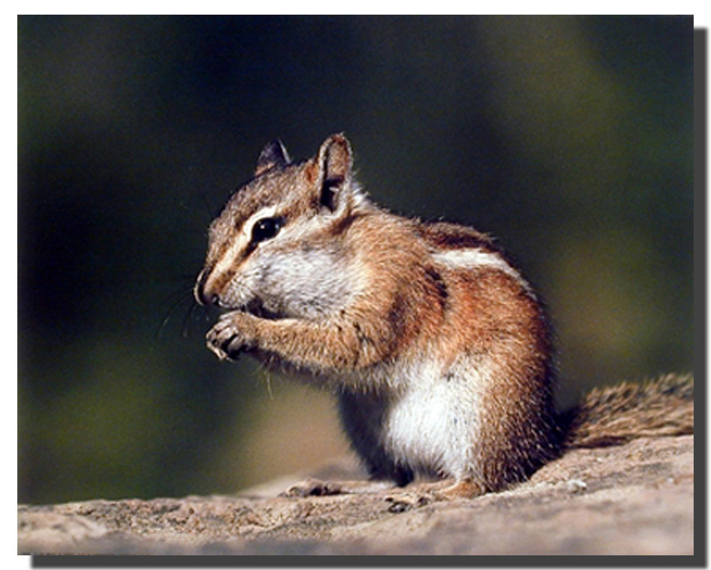 Chipmunk or Squirrel Eating Food Wall Decor Art Print Poster (16x20)