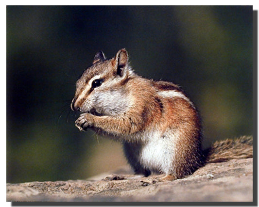 Chipmunk or Squirrel Eating Food Wall Decor Art Print Poster (16x20)