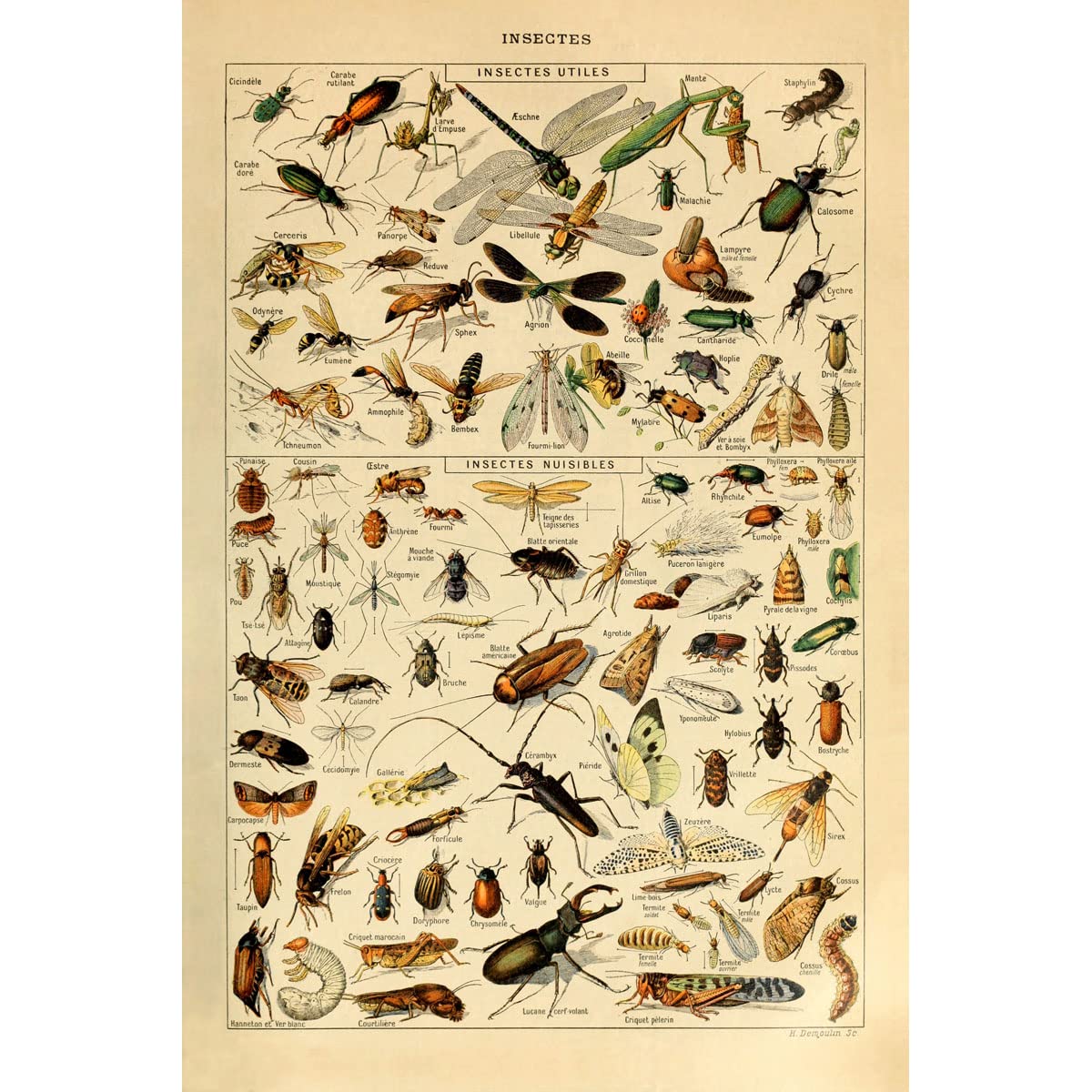 Meishe Art Print Mushrooms Flower Floral Vintage Poster Fruits Insects Fishes Birds Animals Marine Life Botanical Wall Scientific Illustration Home Decor Breeds Species Identification Set of 6pcs