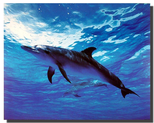 Dolphin Bottlenose Underwater Picture Sea Life Animal Wall Decor Art Print Poster (16x20)