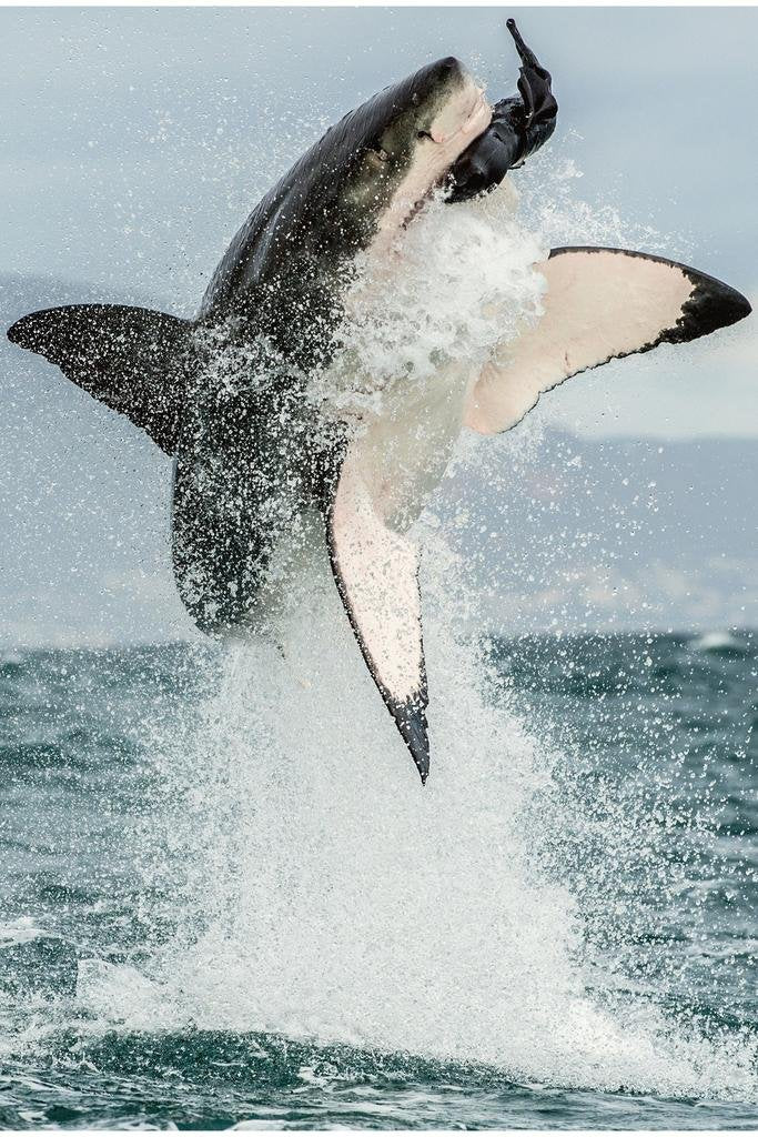 Great White Shark Jumping Out of Water Action Shark Posters For Walls Shark Pictures Cool Great White Shark Picture Great White Shark Art Wildlife Shark Jaws Thick Paper Sign Print Picture 8x12